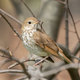 Hermit thrush in Brooklyn, photographed on a walk while social distancing.